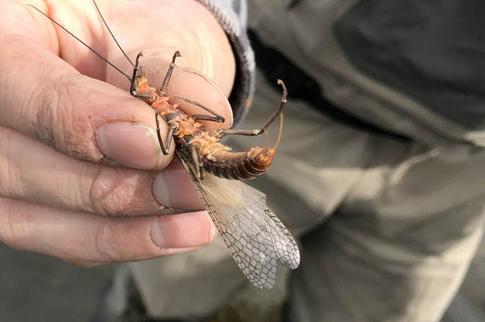 A large salmonfly from the Coeur d'Alene River in Idaho. 