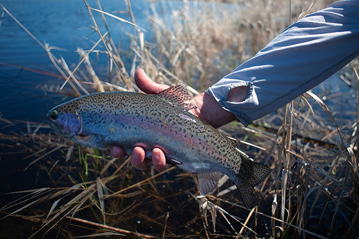 Eastern Washington Low Land Lake Trout Fly Fishing