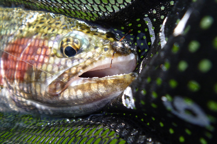 Eastern Washington Lake Trout Fly Fishing