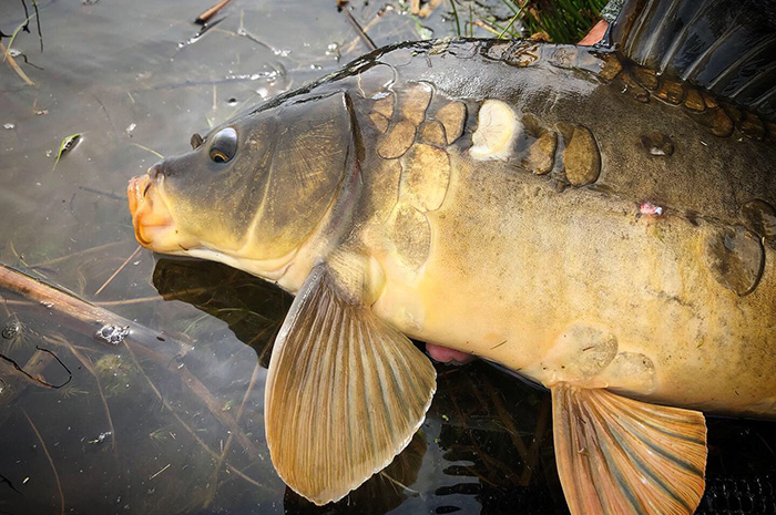 A mirror carp caught by Wayne Jordan on a fly rod.