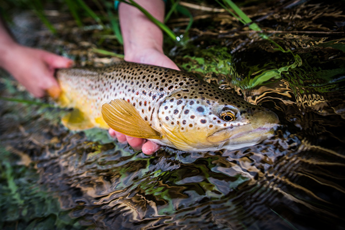 A quality brown trout caught while euro nymphing.