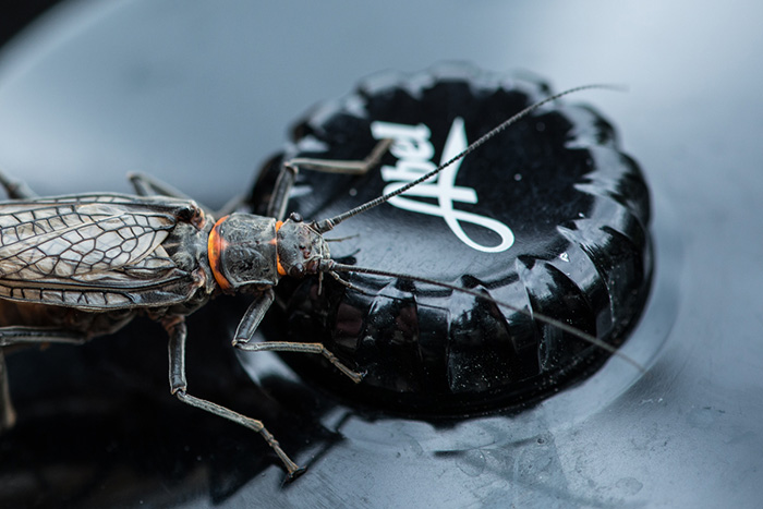 A salmon fly stone rest on an Abel Super Series fly rel.