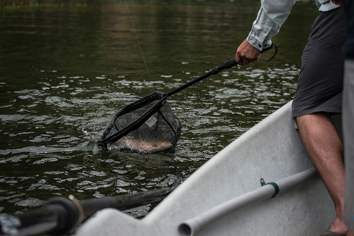 Guided St. Joe River Fly Fishing Trips can be booked at Silver Bow Fly Shop in partnership with ROW Adventures.