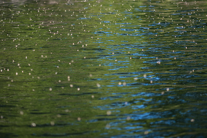 Caddis flies are the main insect hatch on the Spokane River during the summer.