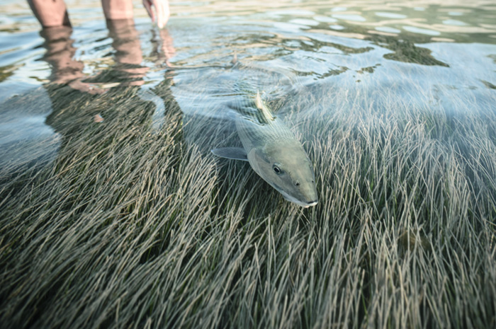 Cuba Bonefish