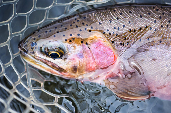 A North Fork Coeur d'Alene River cutthroat trout.