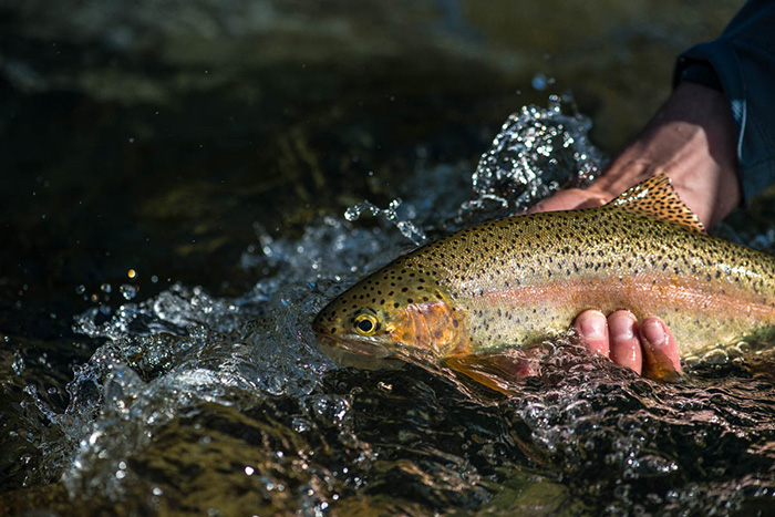 A fine summertime rainbow trout.