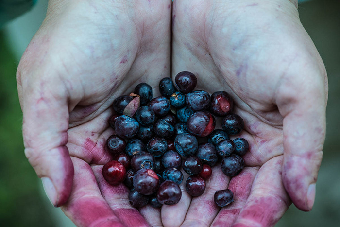 Huckleberries from the Coeur d'Alene River, Idaho.