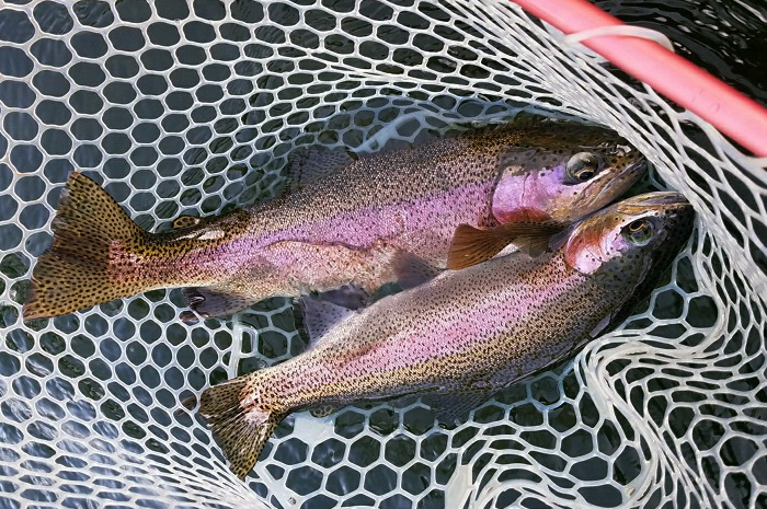 A double Redband Rainbow from the Spokane River caught on a Spokane River guided fishing trip.