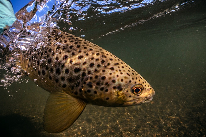 A Madison River brown trout being released.