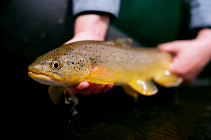 Montana Brown Trout