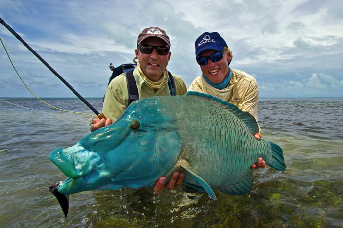A napoleon wrasse caught fly fishing Farquhar Seychelles.