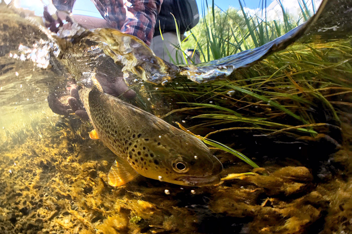 Underwater photo of a Madison River brown trout being released by Ben Visintainer.