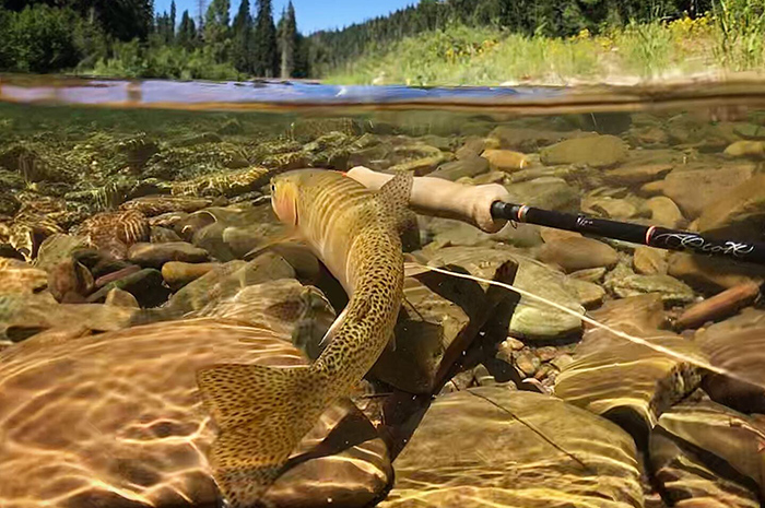 Underwater of a North Fork Coeur d'Alene River cutthroat trout.