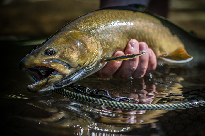 A large bull trout from North Idaho caught while fly fishing.