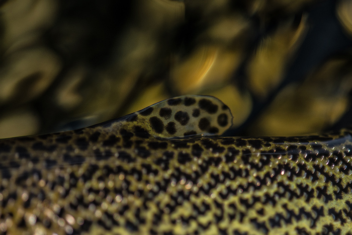 Wild westslope cutthroat trout from the St. Joe River Idaho.