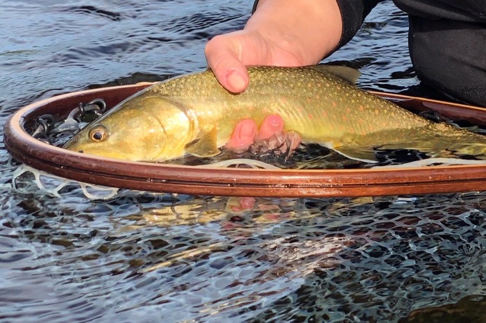 Spokane River Bull Trout