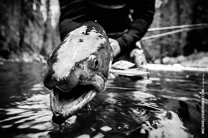 Fly fishing for bull trout in North Idaho.