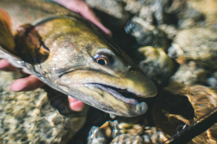 Fly fishing for bull trout in North Idaho.