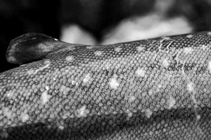 Fly fishing for bull trout in North Idaho.