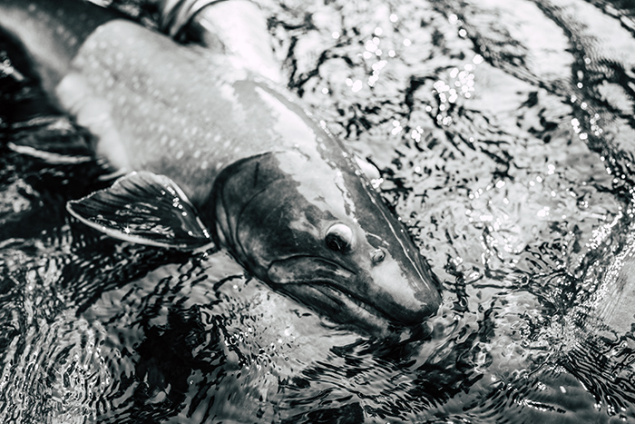 Fly fishing for bull trout in North Idaho.