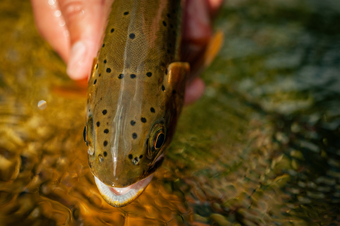 Idaho Westslope Cutthroat