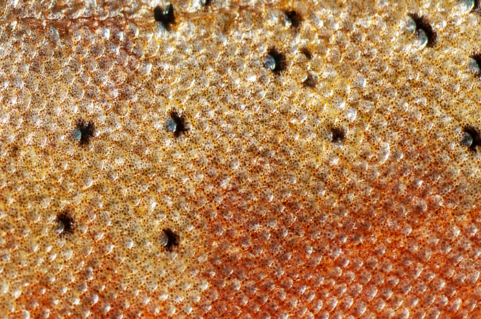 Cutthroat Fish Scales