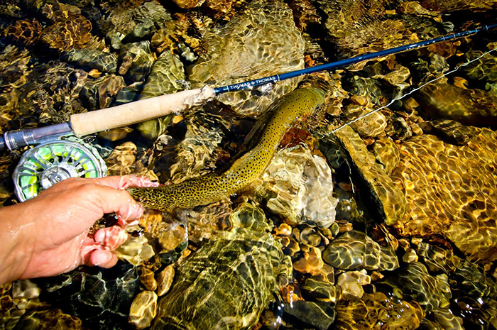 St. Joe River, Idaho releasing a westslope cutthroat trout back to the gin clear waters. Jon Covich Photo.