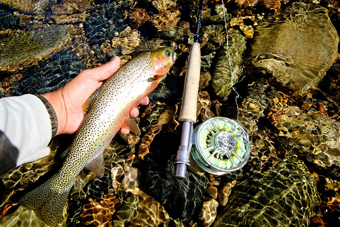 The Thomas and Thomas Avantt Rod and a St. Joe River cutthroat being released. Jon Covich Photo.