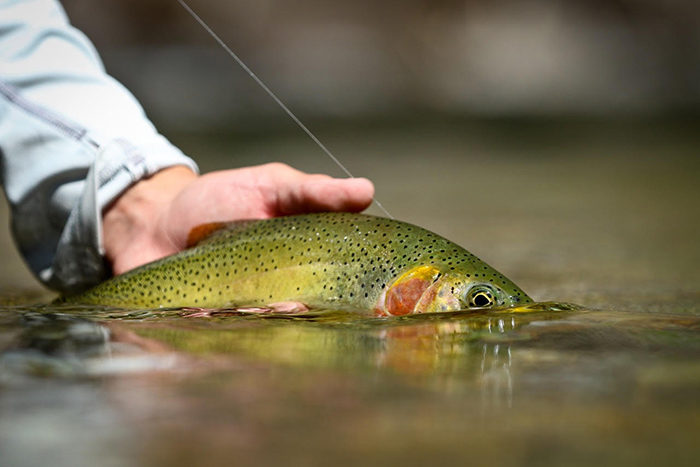 St. Joe River cutthroat offer some of the best fly fishing opportunities in north Idaho.