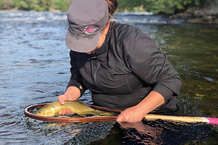 Spokane River Bull Trout