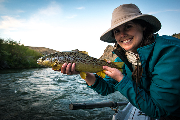 A healthy crane fly eater on the Beaverhead River, Montana.