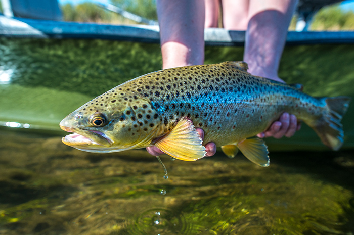 A large brown trout that fell prey to a foam grasshopper dry on the Beaverhead River, Montana.
