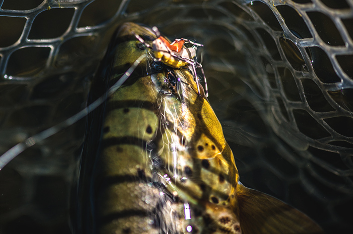 A nice brown trout fell victim to a well placed hopper pattern.