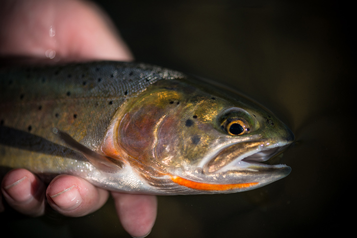 A beautiful cutthroat from the Lamar River, Yellowstone National Park.