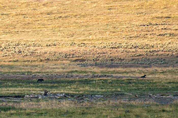 A couple of black wolves hanging out in the Lamar Valley.