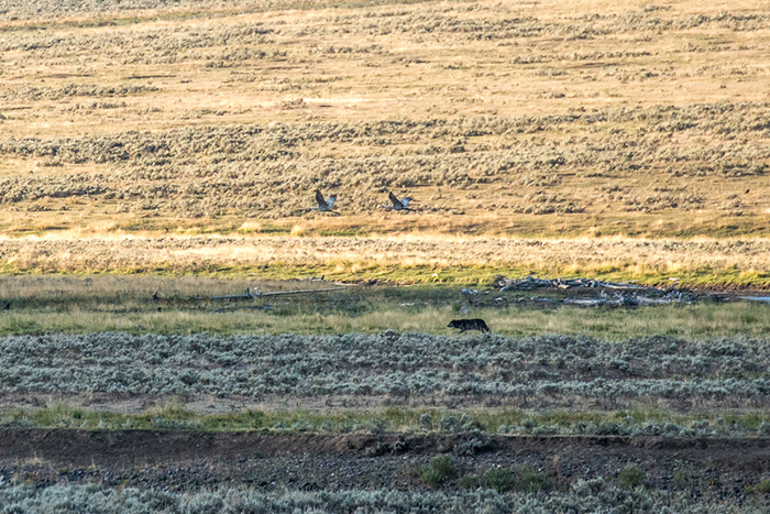 A black wolf on the prowl in the Lamar Valley, Yellowstone National Park.