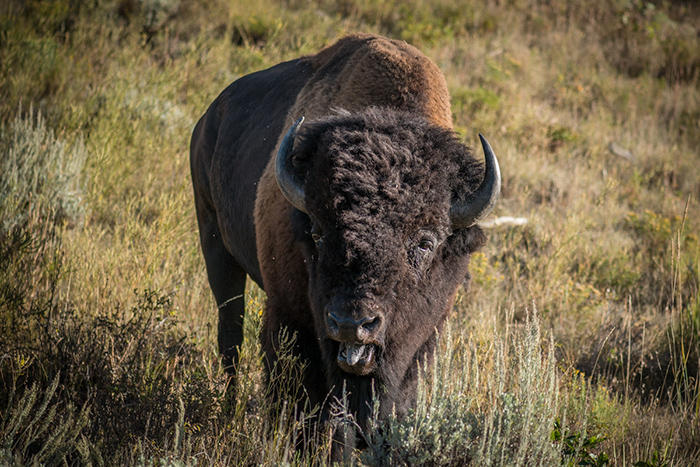 A goofy bison along the road in Yellowstone National Park. 