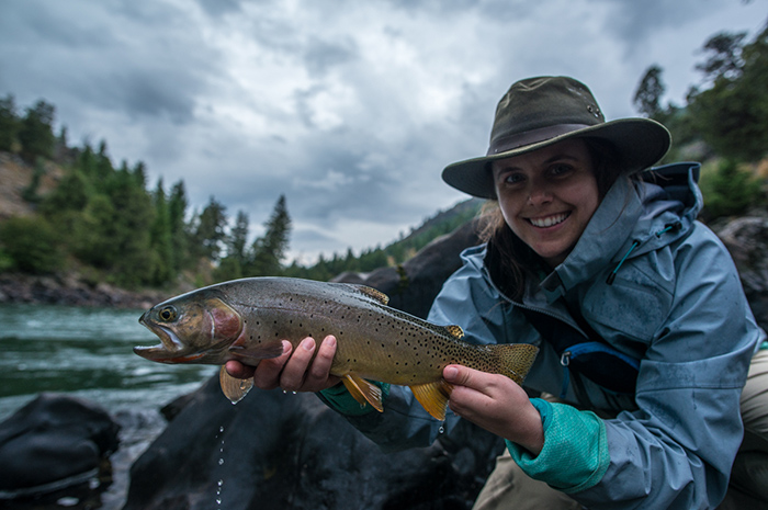 Just your typical Yellowstone River cutthroat found the Black Canyon stretch.