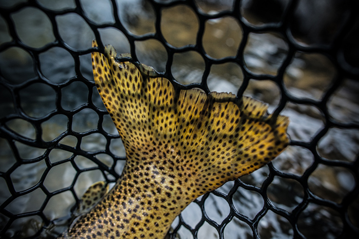 Yellowstone River cutthroat tail.