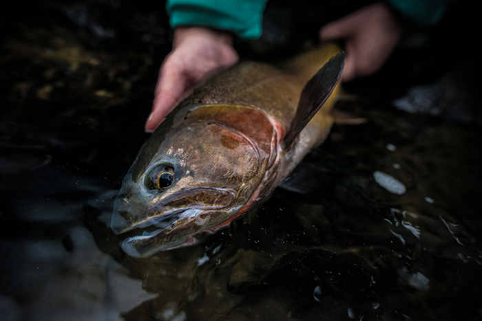 Black Canyon of the Yellowstone River cutthroat trout. 