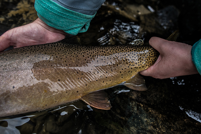 A thick slab of a cutthroat from the Black Canyon of the Yellowstone River. 