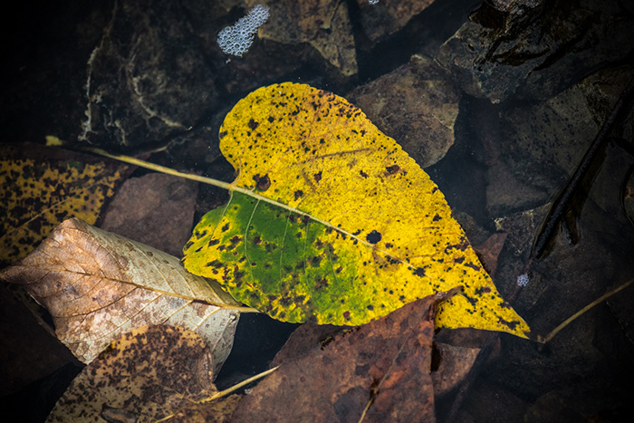 Leaves are beginning to turn on the banks of the Coeur d'Alene River.