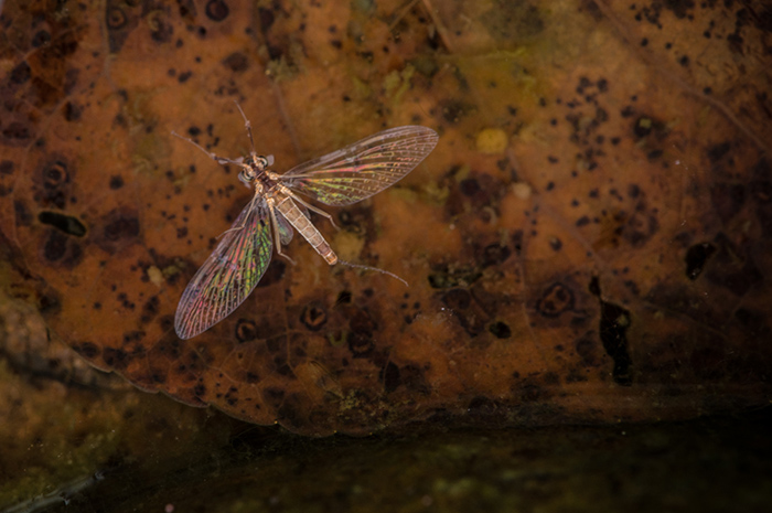 Mahogany Dun spinner mayfly drifts lifeless along the North Fork Coeur d'Alene River, Idaho.