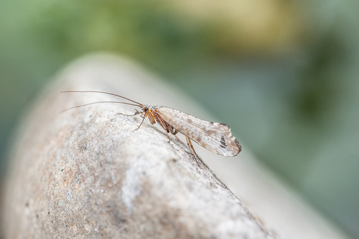 Fall caddis, a smaller cousin of the great October Caddis. Usually a size 12 or so.