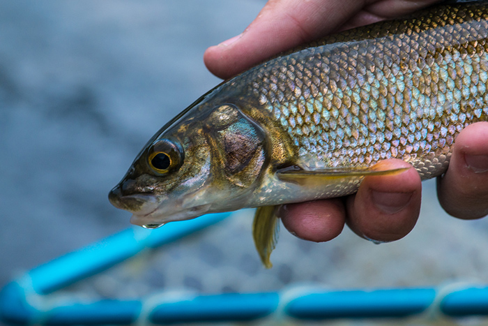 Whitefish from the North Fork Coeur d'Alene River.