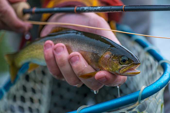 A small Coeur d'Alene River cutthroat trout.