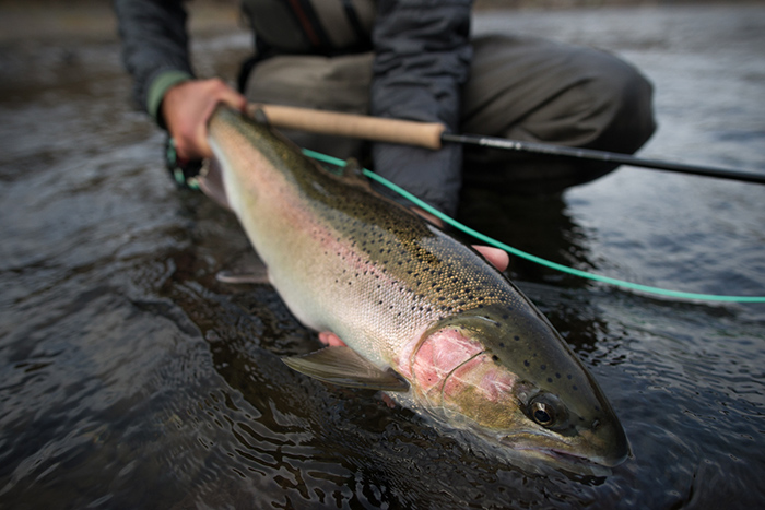 Steelhead season on the Clearwater and lower Snake River to be closed midnight - 9/29/19
