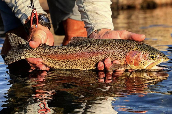 A nice Redband that slurped a bwo pattern for guide Kenyon Pitts. Photo credit: Jesse Retan