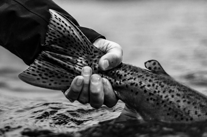 Fall fly fishing along the Spokane River, WA is a great time for dry fly fishing for native Redband trout and fall colors.